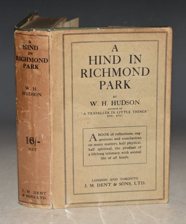 A Hind In Richmond Park.