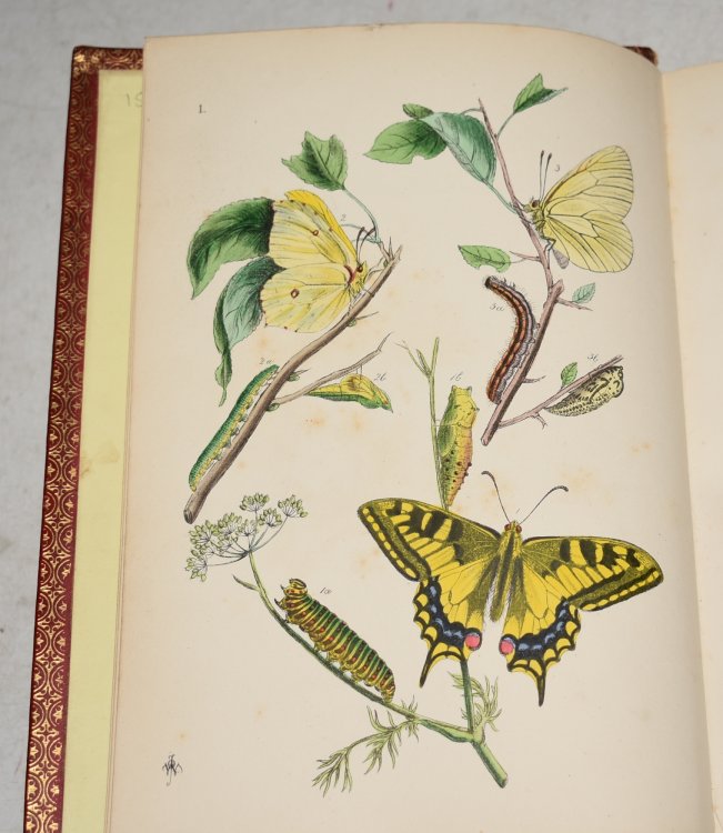 The Butterflies of Great Britain. With Their Transformations, Delineated and Described.