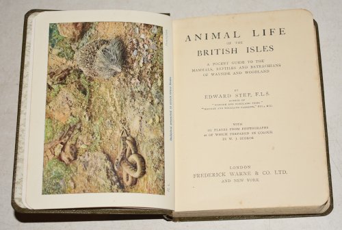 Animal life of the British Isles. Wayside and Woodland Series. A Pocket Guide to the Mammals, Reptiles and Batrachians of Wayside & Woodland
