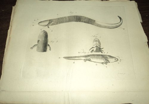 TRANSLATIONS OF A MEMOIR ON A NEW SPECIES OF SIREN. By M. de Beauvois. [From the 