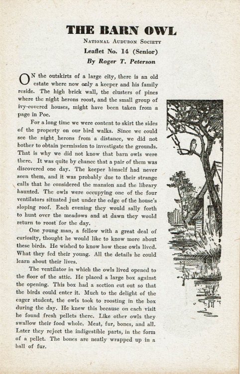 THE BARN OWL.