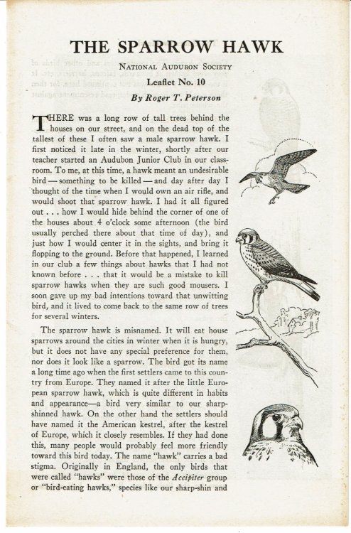THE SPARROW HAWK.