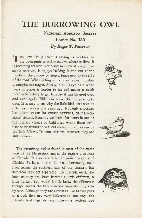THE BURROWING OWL.