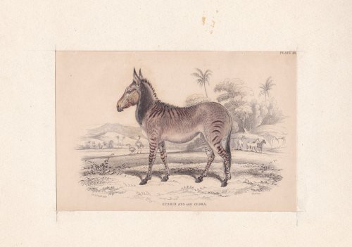 HYBRID ASS AND ZEBRA. AN ORIGINAL HAND-COLORED ENGRAVING BY WILLIAM LIZARS FROM 