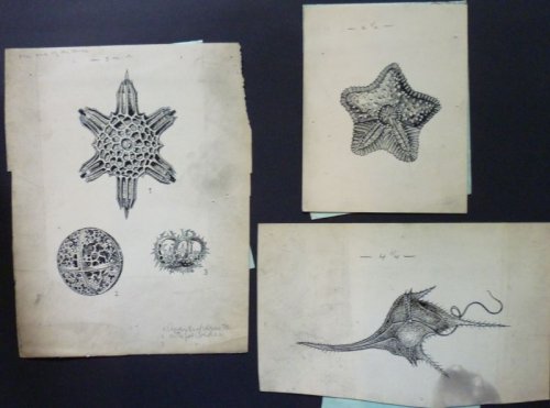 Original art, Ink on paper, 10 Images on 7 Sheets of Paper, Biological Drawings for Charles H. Kerr Company's 