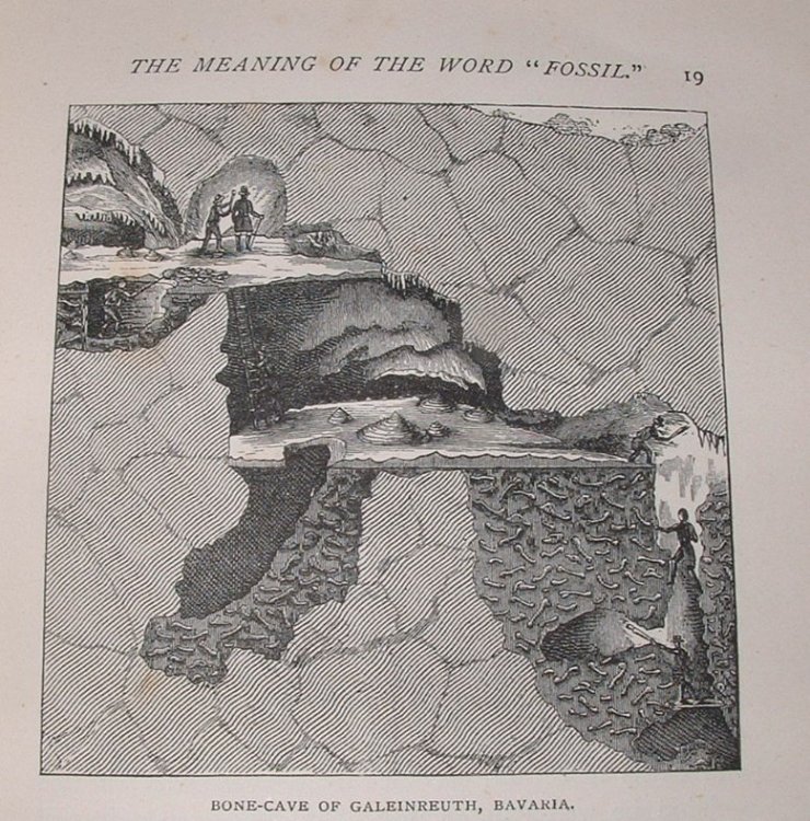 Image for Life in the Primeval World: Founded on Meunier's Life in the Primeval World: Founded on Meunier's