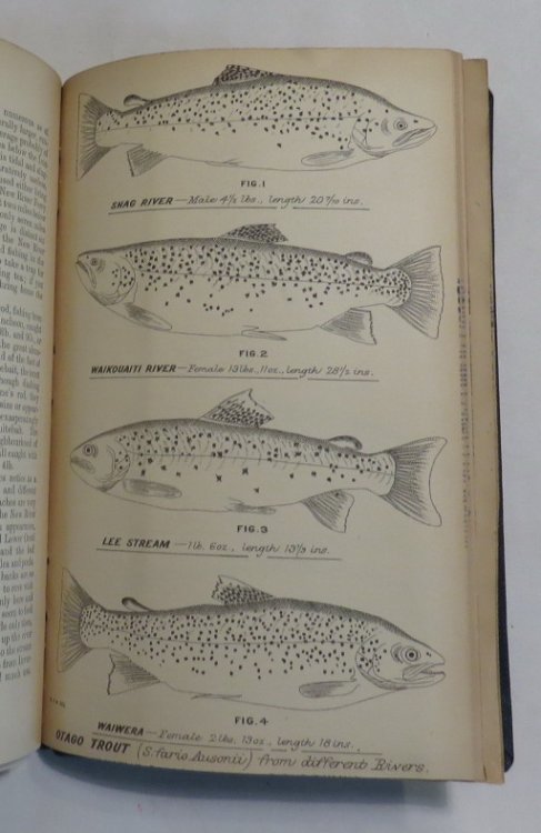 Trout In New Zealand: Where To Go And How To Catch Them