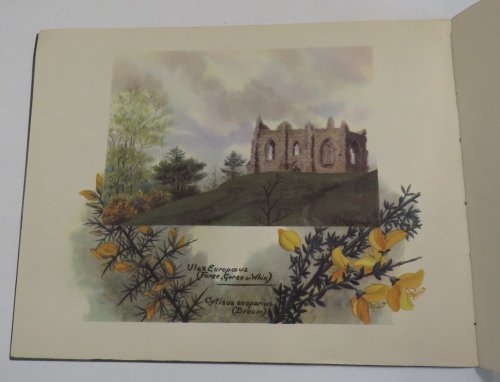 A Book of British Flora for British Boys and Girls