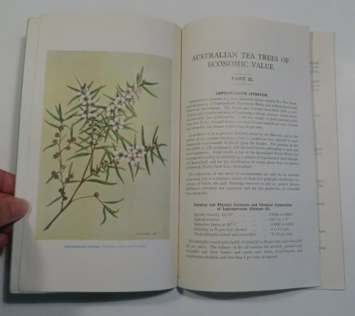 Australian Tea Trees of Economic Value - Part II. [Technological Museum, Harris Street, Sydney - Technical Education Branch, Bulletin No. 14]