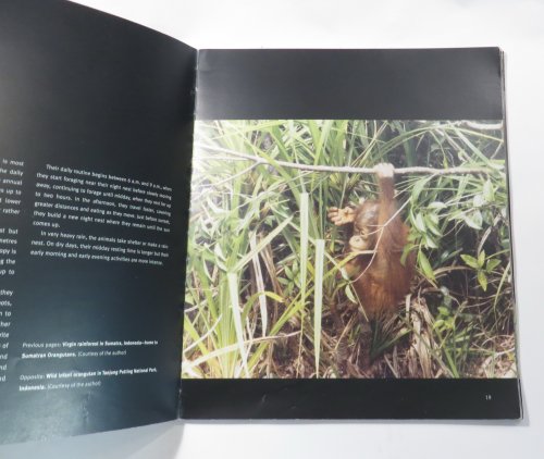 Orangutans and their Battle for Survival