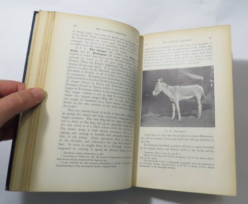 The Origin and Influence of the Thoroughbred Horse