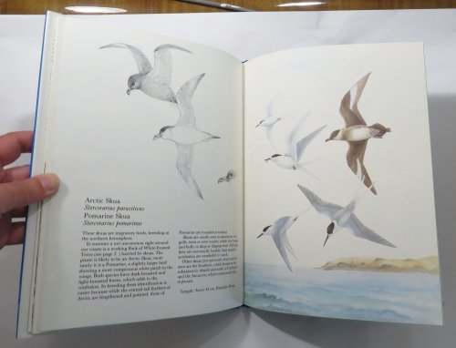 Seabirds of New Zealand