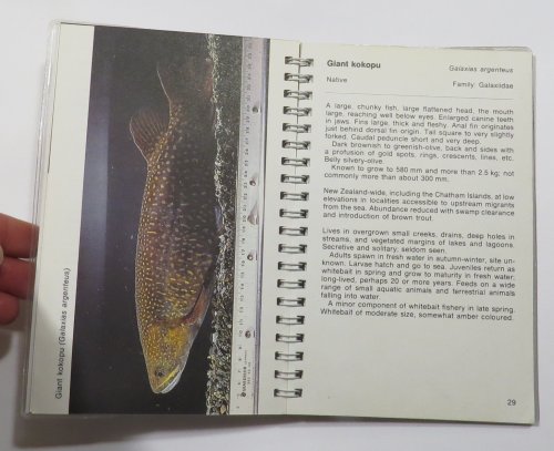 Freshwater Fish [Mobil New Zealand Nature Series]