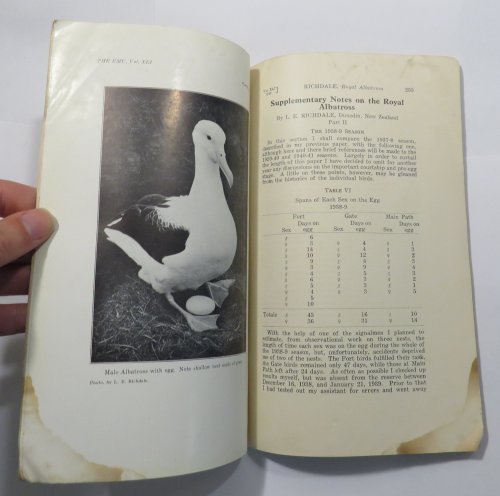 Supplementary Notes on the Royal Albatross [extracts from 