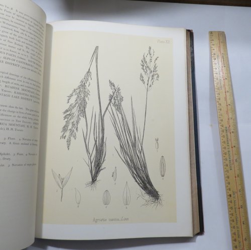 The Indigenous Grasses Of New Zealand