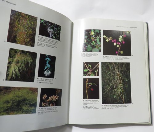 New Zealand Native Shrubs and Climbers