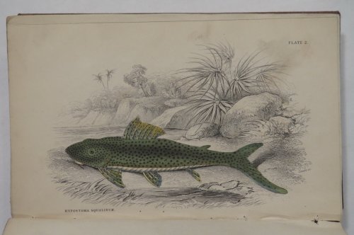 Ichthyology. Vol III. Fishes of Guiana. Part 1