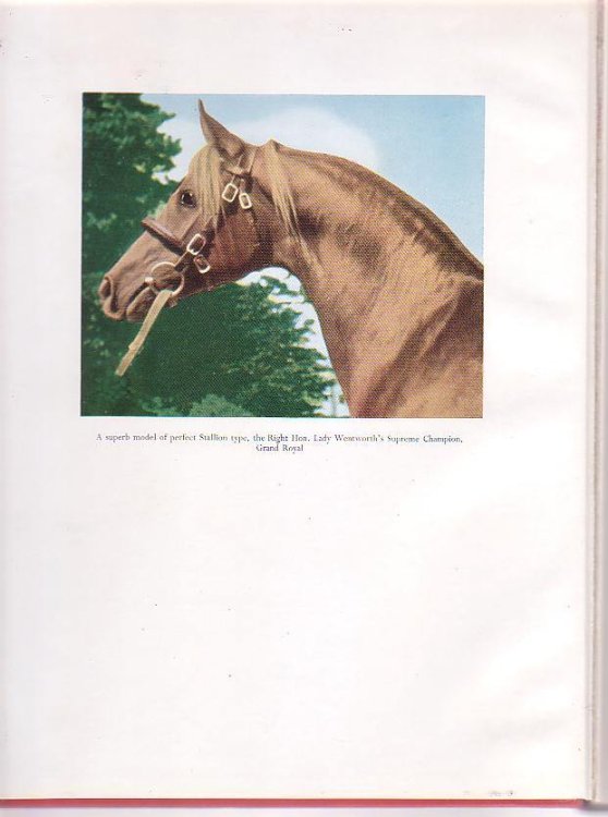 The Swift Runner: Racing Speed Through the Ages Including Standard Points of its Foundation Breed, The Marathon Runner