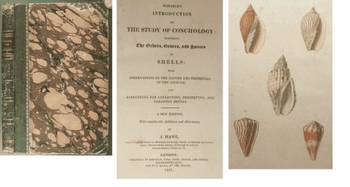 Wodarch's Introduction to the Study of Conchology: Describing The Orders, Genera, and Species of Shells: