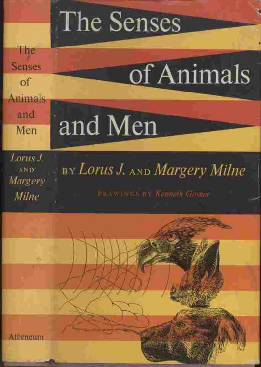The Senses of Animals and Men -- .a broad and exciting exploration of the world of sense by two experienced naturalists who have the unusual gift of being able to describe complex matters in a clear and simple style.