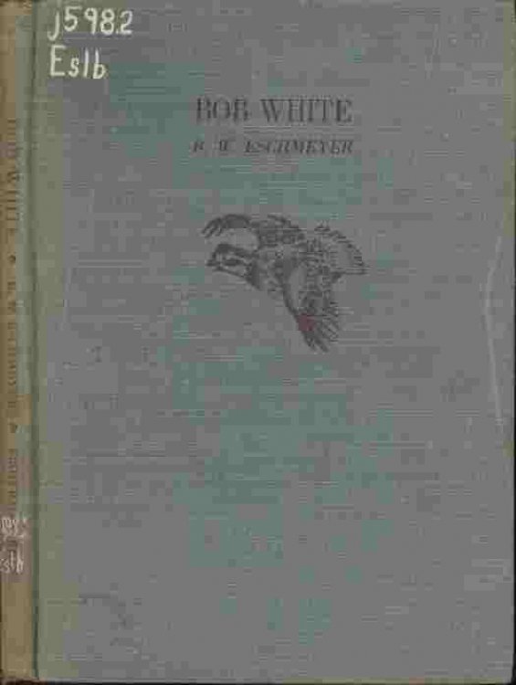 Bob White