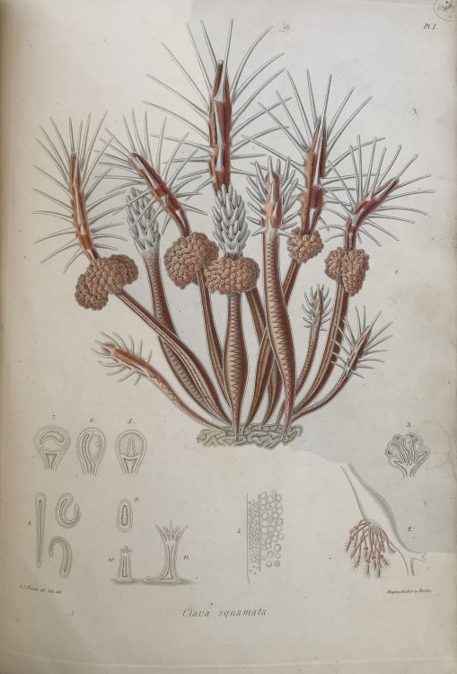 A Monograph of the Gymnoblastic or Tubularian Hydroids. In two parts: I. The hydroida in general. II. The Genera and species of the Gymnoblastea.