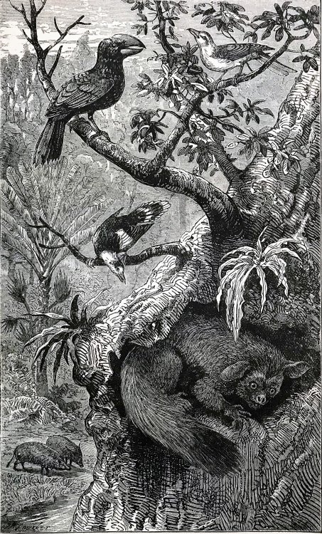 The Great African Island: Chapter on Madagascar. Together with Illustrations of Scripture and Early Church History, from Native Statists and Missionary Experience.