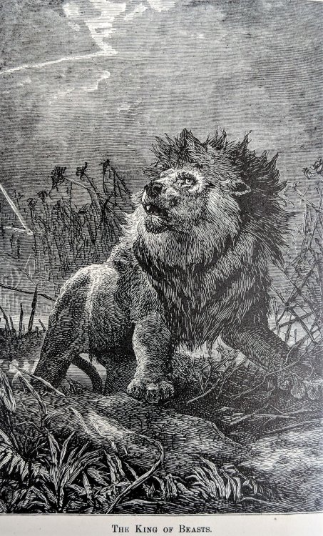 Image for Animal Life; In the Sea and on the Land; A Zoology for Young People. Animal Life; In the Sea and on the Land; A Zoology for Young People.