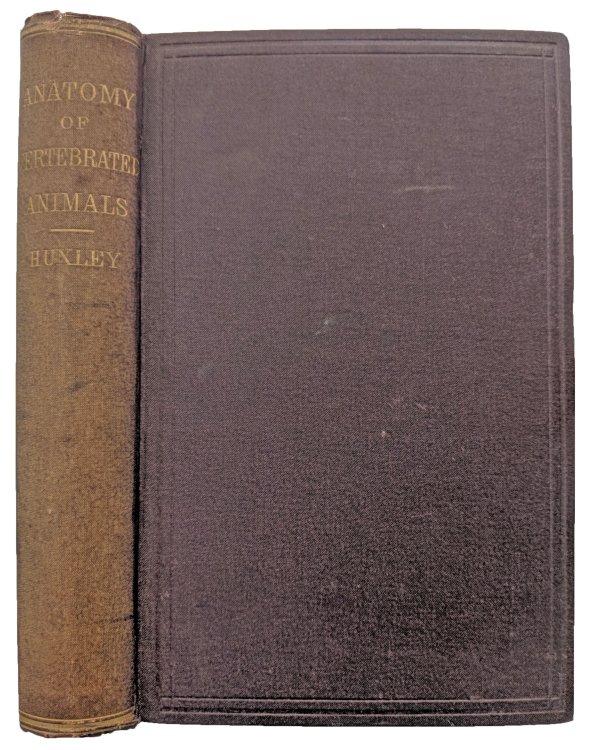 A Manual of the Anatomy of Vertebrated Animals.