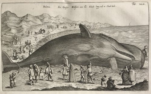 HISTORIAE NATURALIS DE PISCIBUS ET CETIS. Libri V. Tabulis Quadraginta Septem ab illo Celeberrimo Mathia Meriano aeri incisis ornati ex scriptoribus tam antiquis, quam recentioribus.