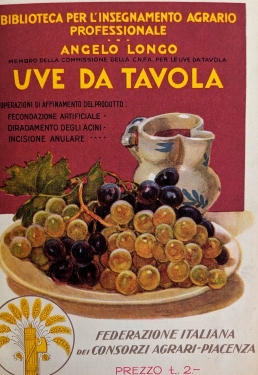 Le Uve da Tavola: Operazioni di Affinamento del Prodotto: Fecondazione Artificiale Diradamento Degli Acini Incisione Anulare.