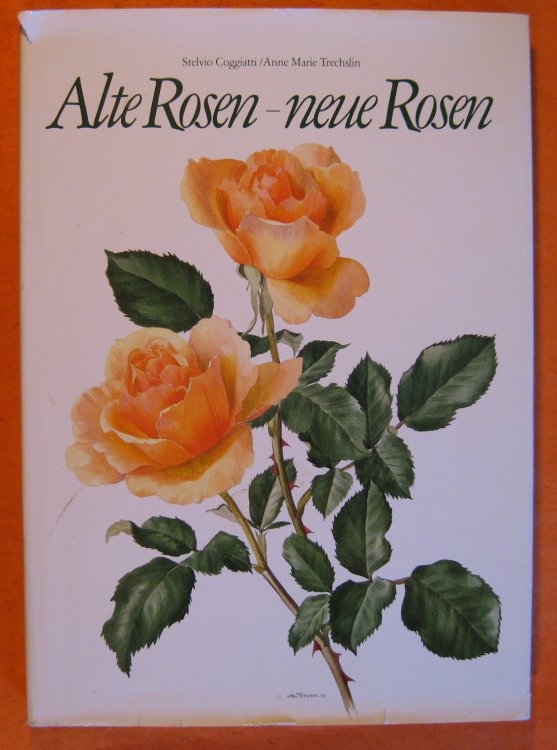 Alte Rosen - neu Rosen