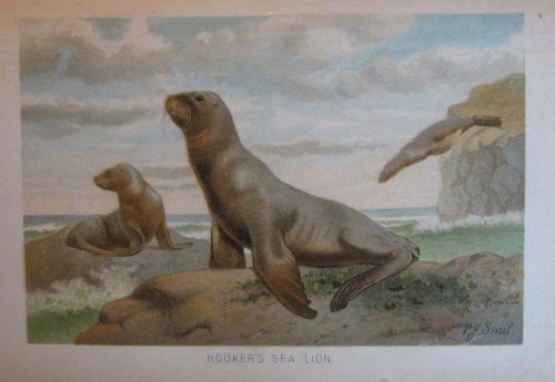 Royal Natural History Volume 2, Section 3: Mammals
