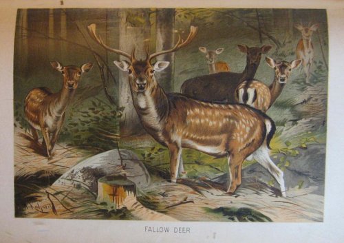 Royal Natural History Volume 2, Section 4: Mammals