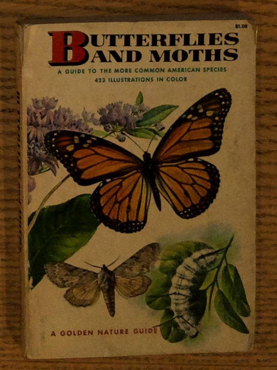 Butterflies and Moths: A Guide to the More Common American Species