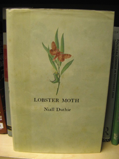 Lobster Moth