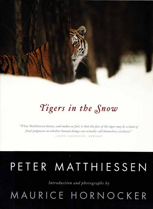 Tigers in the Snow