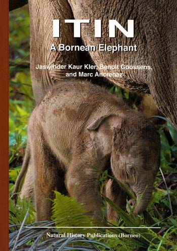 Itin A Bornean Elephant