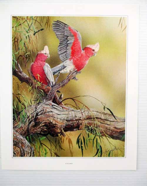 Birds of Australia Six Ready to Frame Prints (Signed by Artist)