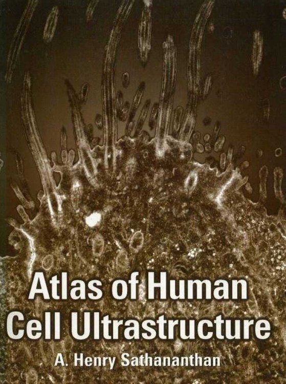 Atlas of Human Cell Ultrastructure