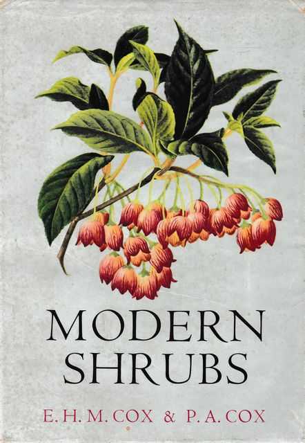 Modern Shrubs