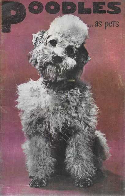 Poodles as Pets: A Guide to the Selection and Care of Poodles