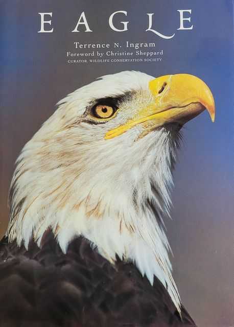 Image for Eagle Eagle