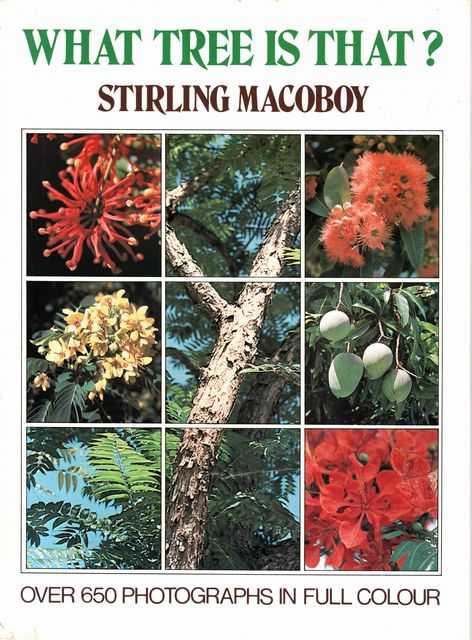 What Tree Is That