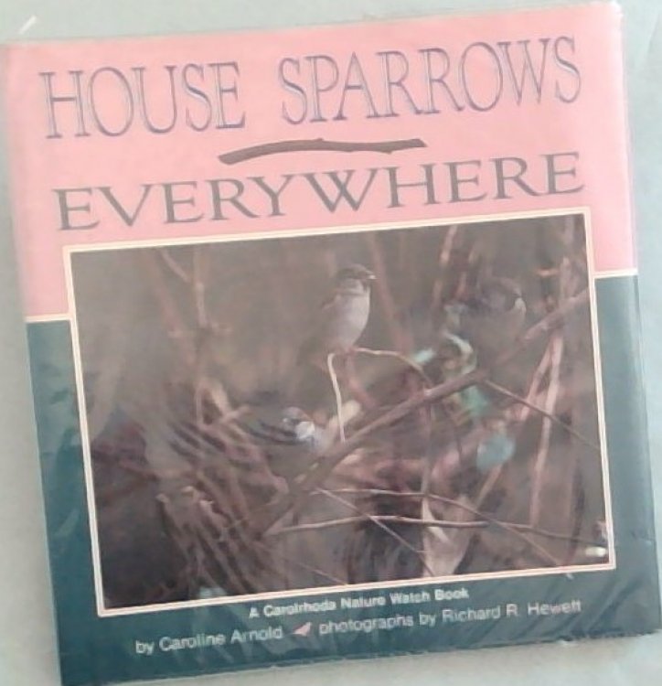 House Sparrows Everywhere