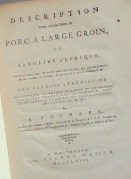 Description D'une nouvelle Efpece de Porca Large Groin ou Sanglier d'Afrique
