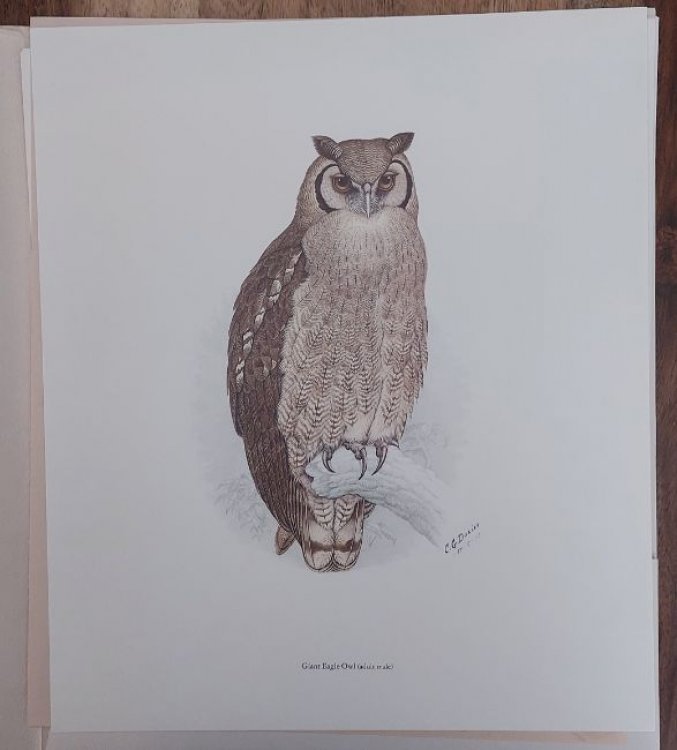 Portfolio of South African Owls Portefeulje van Suid-Afrikaanse Uile