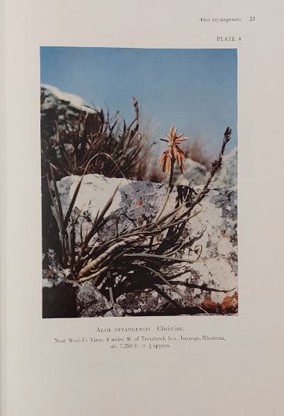 The Aloes of Tropical Africa and Madagascar