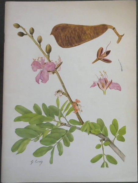 Botanical Studies from the Botanical Research Institute / Plantkundige Studies van Die Navorsingsinstituut vir Plantkunde