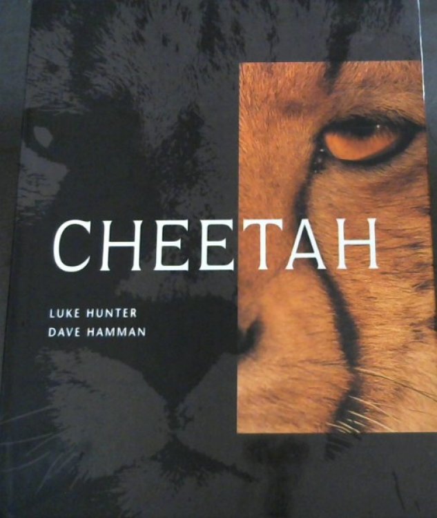 Image for Cheetah Cheetah